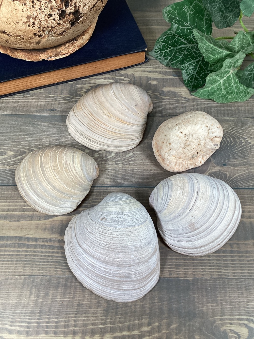 Lot 4 Natural Clam Shells Seashells & 1 Fossilized Coral Crafts 3” - 3.5”